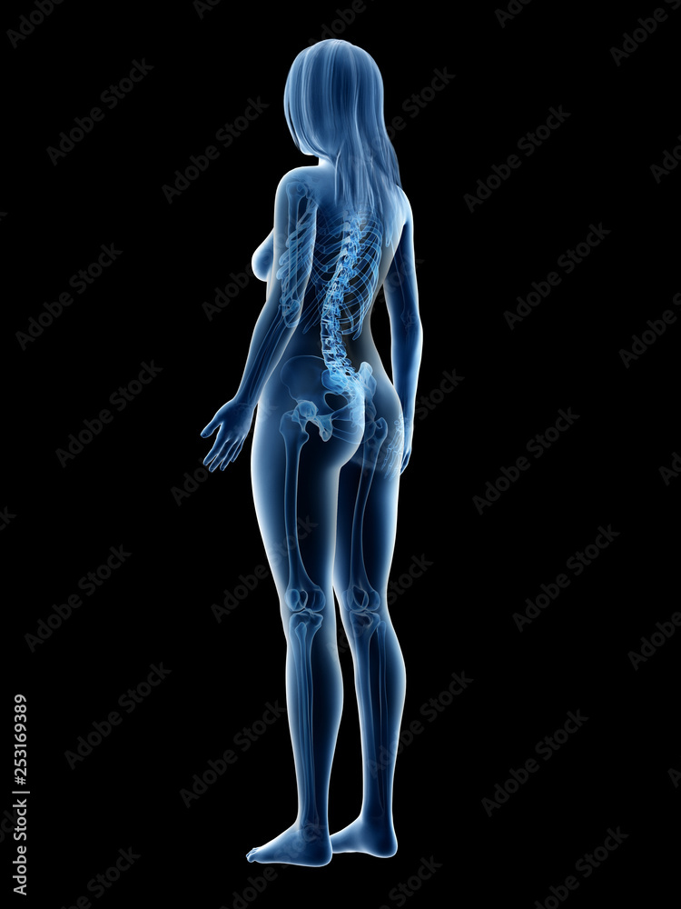 Wall mural 3d rendered medically accurate illustration of a females skeletal system