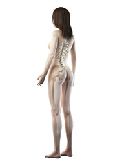3d rendered medically accurate illustration of a females skeletal system