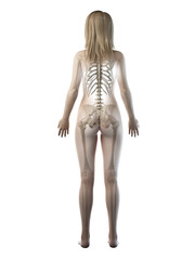 3d rendered medically accurate illustration of a females skeletal system
