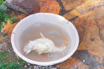 small and cute duck playing in water in bucket