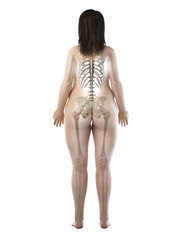 3d rendered medically accurate illustration of an obese females skeletal system