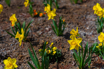 Narcissus in Spring. Blooming daffodils, Spring bulbs. Narcissus is a genus of predominantly spring perennial plants of the Amaryllidaceae (amaryllis) family.