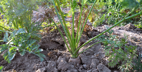 Carrot grows in the open ground