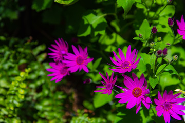 Close-up pink purple chrysanthemum on green background in the garden
