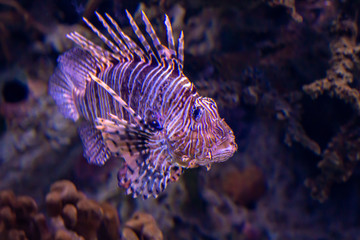 Lion fish
