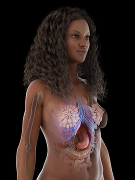 3d rendered medically accurate illustration of a black females internal organs