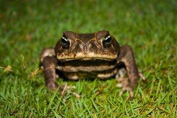 Toad as nocturnal animal in Corcovado national park, Costarica