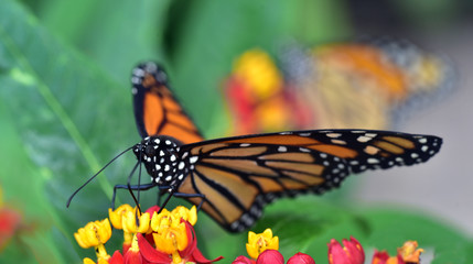 schmetterling monarch an einer blüte vor grünem Hintergrund