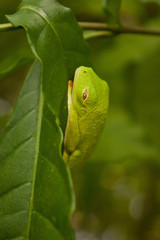 Tropical tree frog in Costarica sleeping on the leaf