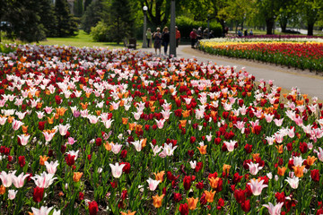 Red Pretty Woman and white striped Marilyn and orange Ballerina tulips at Commissioners Park Canadian Tulip Festival Ottawa Canada