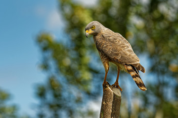 Roadside Hawk - Rupornis magnirostris relatively small bird of prey found in the Americas sitting on the stake next to the road