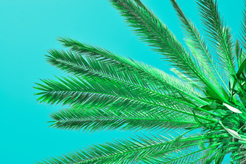 palm leaves on colored background