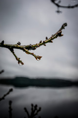 Water droplets