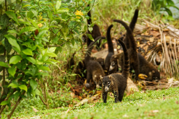 White-nosed Coati - Nasua narica, known as the coatimundi, member of the family Procyonidae (raccoons and their relatives)