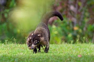 White-nosed Coati - Nasua narica, known as the coatimundi, member of the family Procyonidae (raccoons and their relatives)