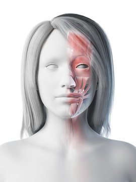 3d rendered medically accurate illustration of a females face anatomy