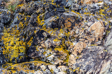 Yellow moss on cracked stone - background texture pattern