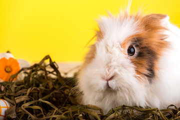 Easter bunny and Easter eggs on green grass