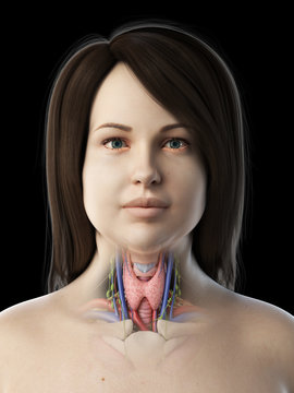 3d rendered medically accurate illustration of  an obese females thyroid gland