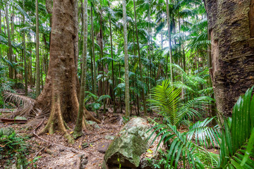 Amazing rainforest in Queensland, Australia