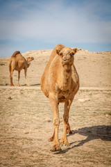 Camels in rural Kuwait