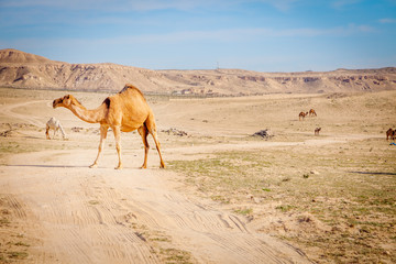 Camels in rural Kuwait