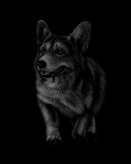 Portrait of Welsh Corgi on a black background