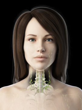 3d rendered medically accurate illustration of a females lymph nodes of the neck
