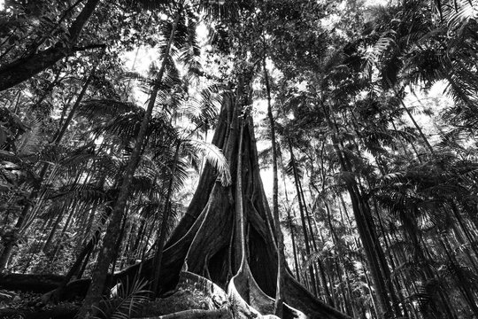 Giant fig tree roots in a rainforest - black and white image