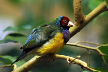 Gouldamadine