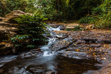 Naklejka na ściany i meble Flowing creek in lush green wild rainforest in Australia