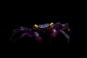 Little Purple Vampire Crab isolated on black