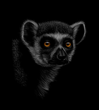 Portrait of a head of a ring-tailed lemur on a black background © kapona