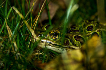 Frog