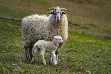 sheep and her baby newborn lamb