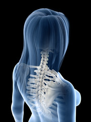 3d rendered medically accurate illustration of a females cervical spine