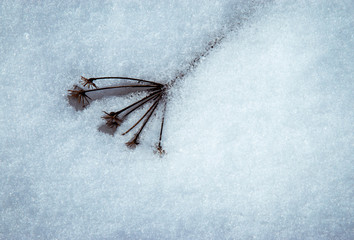 Dry plant with melting snow