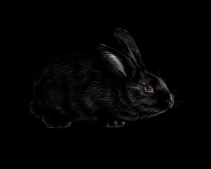 Portrait of a rabbit on a black background