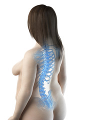 Naklejka premium 3d rendered medically accurate illustration of a females skeletal back