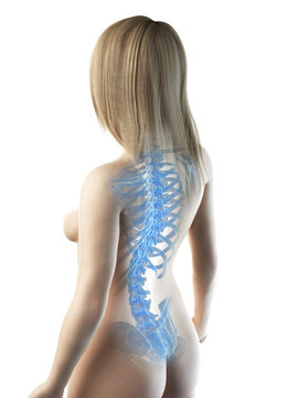3d rendered medically accurate illustration of a females  skeletal back