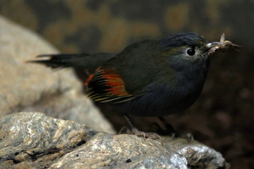 Omei-Häberling