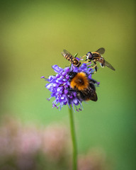 beeparty