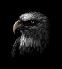 Portrait of a head of a bald eagle on a black background