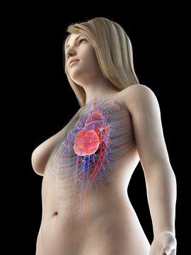 3d rendered medically accurate illustration of a females heart and vascular system