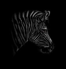 Portrait of a zebra head on a black background - obrazy, fototapety, plakaty