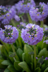 Spring purple flowers.