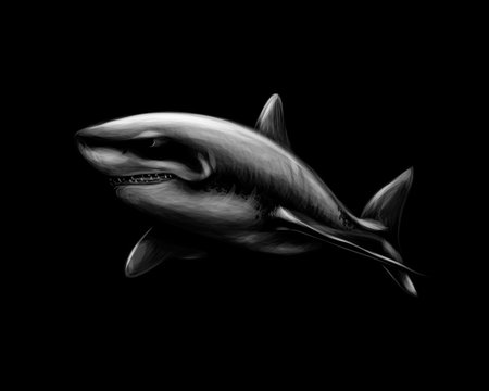 Great white shark on a black background.