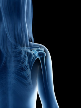 3d rendered medically accurate illustration of a females shoulder joint