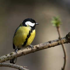 Fototapeta premium Kohlmeise