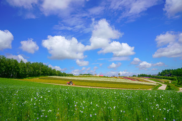 Fototapeta premium 夏の北海道
